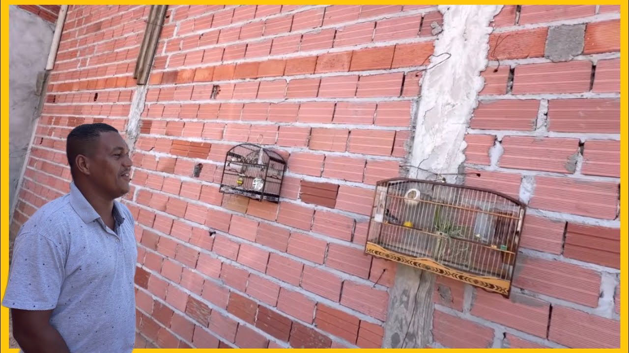 Apareceu o Coleiro Mateiro e Foi Direto na Gaiola! 🐦🔥