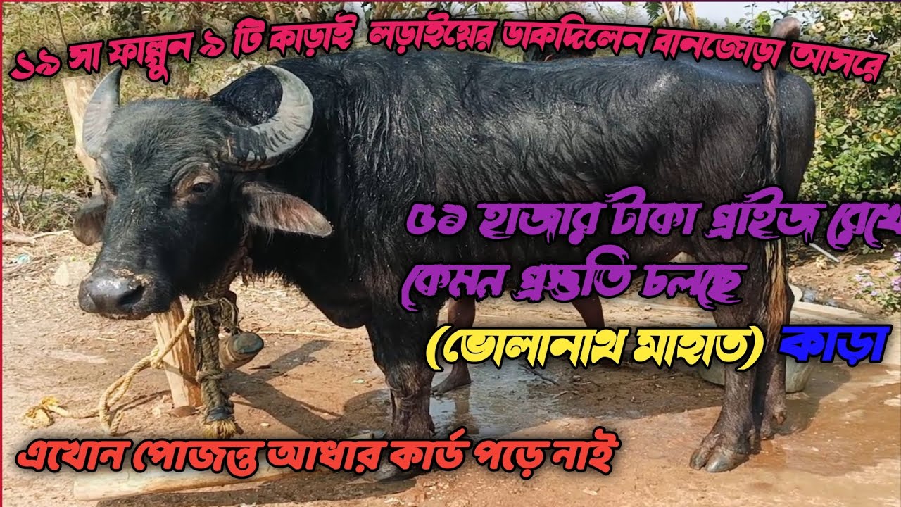 ৫১হাজার রেখে এখনো কেউ 💥 আধার কার্ড পড়ে নাই আনো 🔥 কথাই আছে লাগনি কাড়া নিয়ে এসো ###