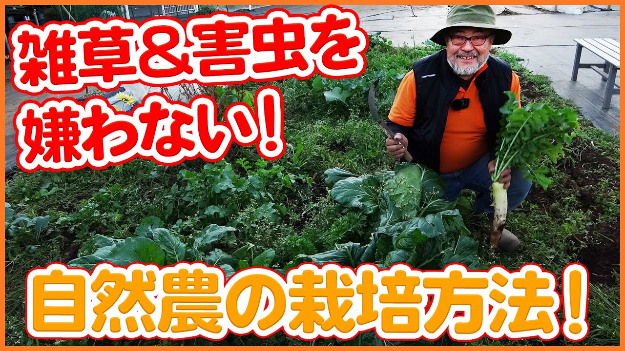 家庭菜園や農園の一角で試せる自然農法の栽培！雑草捨てない・肥料与えない・害虫駆除しない・・・意外と楽かも！？【農園ライフ】