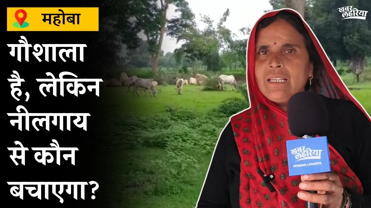 200 नीलगायों का आतंक, किसान रात-दिन खेतों की रखवाली को मजबूर | Ground Report | Mahoba News