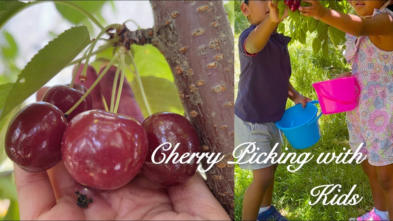Cherry Picking with Kids| Gentle Parenting and Nature Play🍒