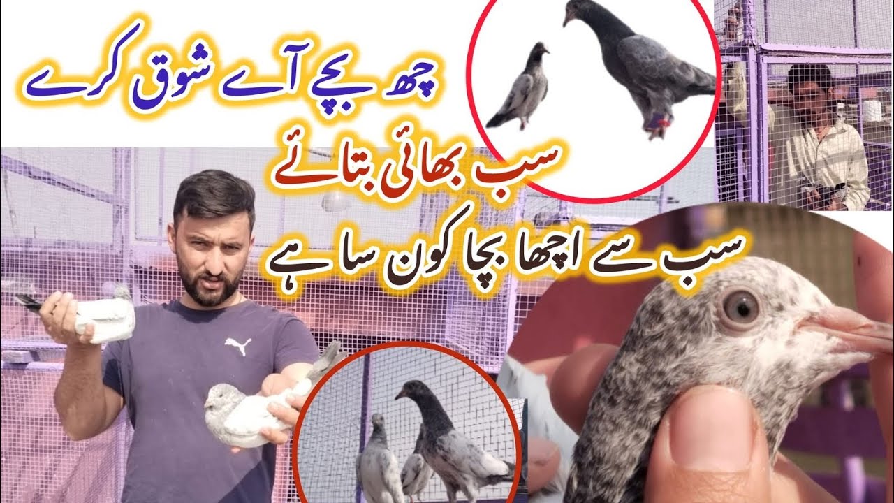 Pkrta pkrta baxha sa Nikal gya nuksan ho gya 🤔😭🤔🫣@hashimmahmoodpigeons #pigeon #kabootar #kabutar 