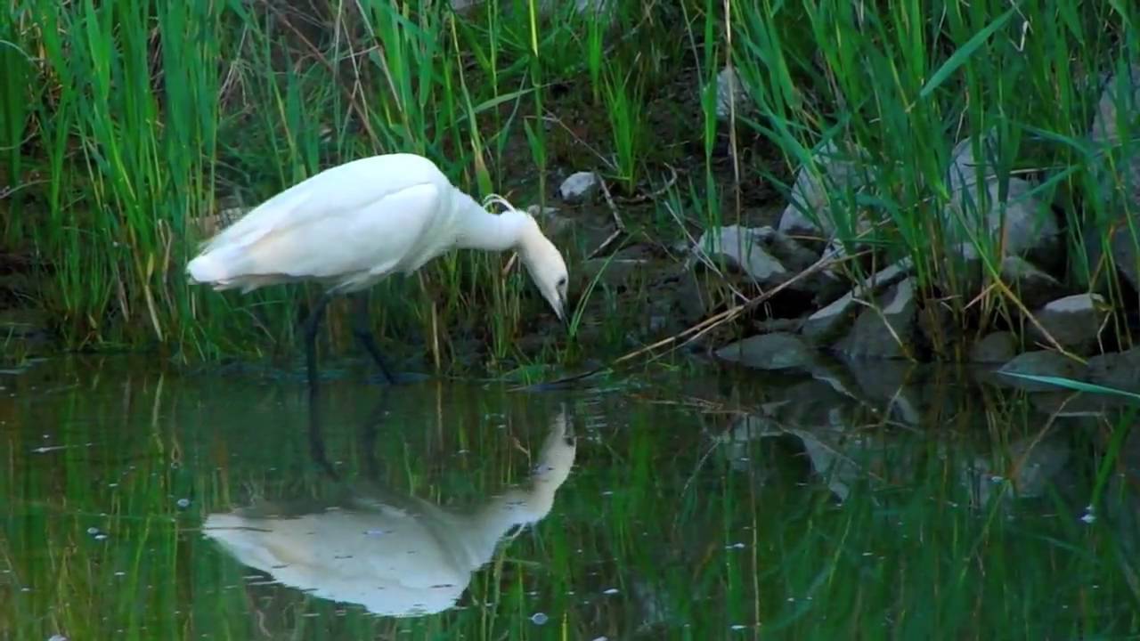 Aigrette garzette - Egretta garzetta