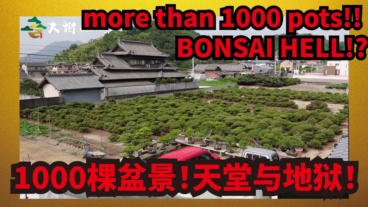 【Welcome to BONSAI HELL!!】Great Bonsai Master HIRAMASTU KOJI’s nursery tour!!!