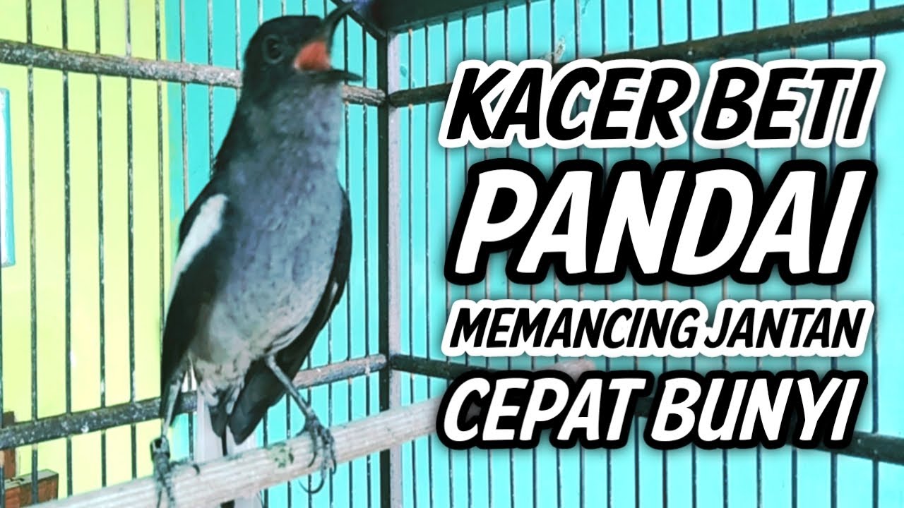 KACER BETINA GACOR PANDAI MEMANCING KACER JANTAN AGAR BUNYI !! PANCINGAN KACER GACOR BETINA AMPUH.