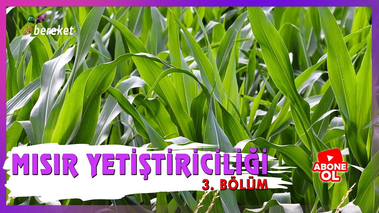 Benim Çiftliğim - Mısır Yetiştiriciliği / 3.Bölüm