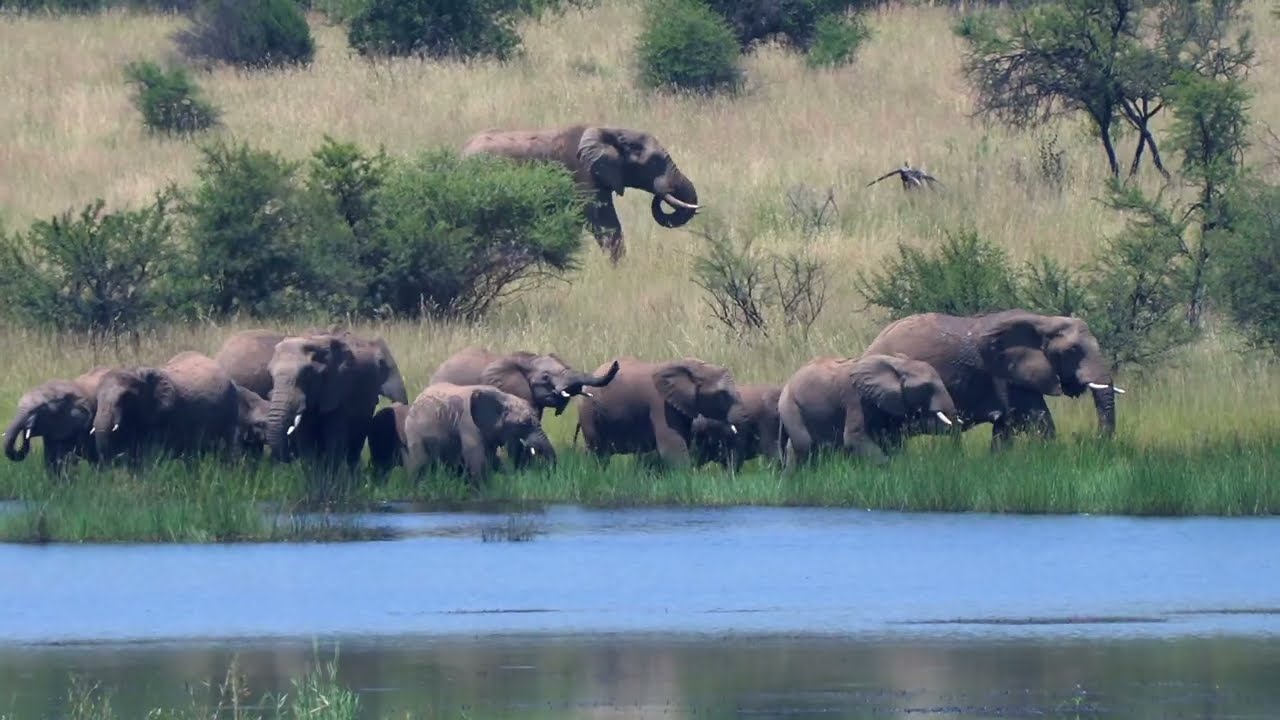 Large herd of elephants in the Pilanesberg