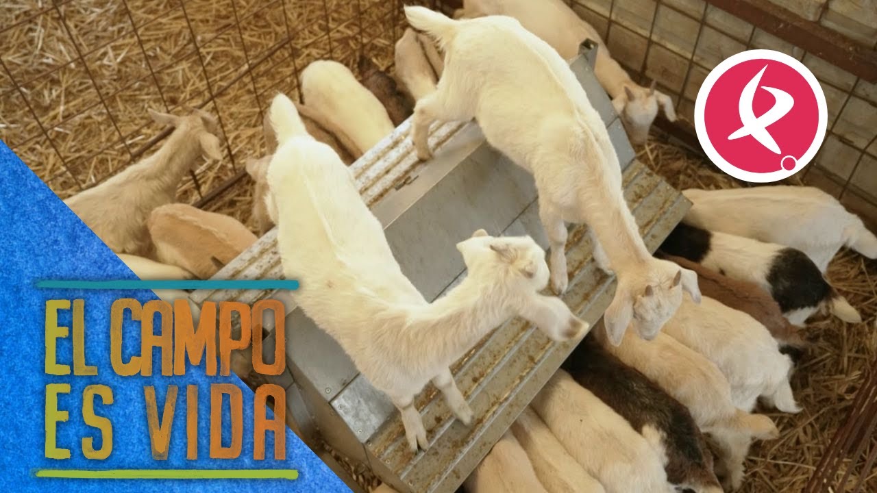 Los chivitos de Jose van creciendo | El campo es vida