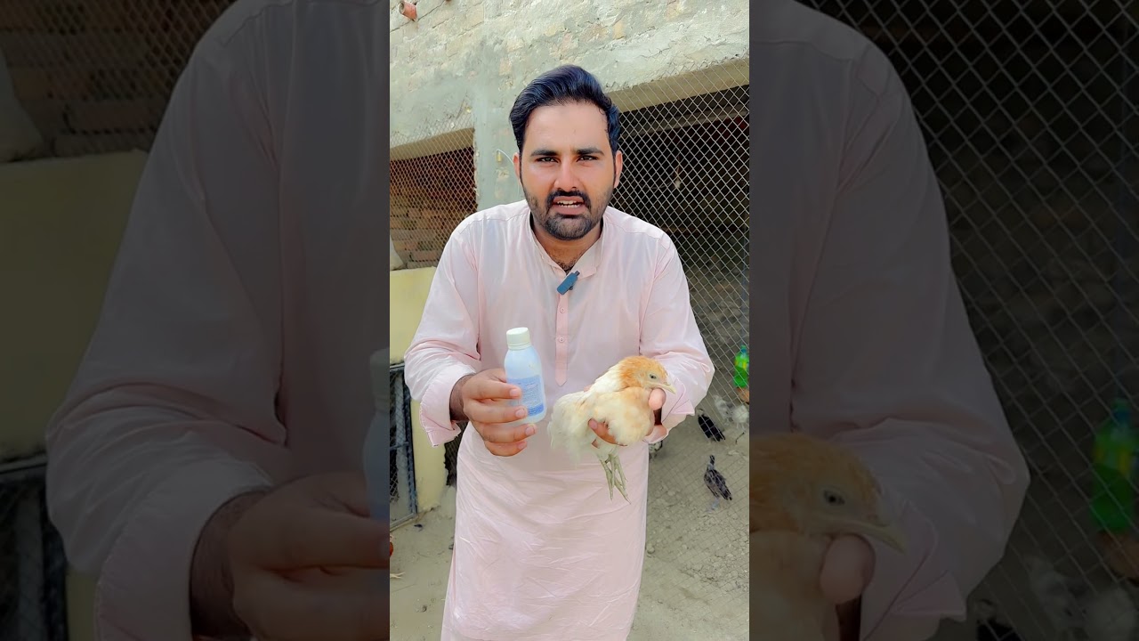 #minizoo #poultry #poultryfarming #poultrytips #poultrytips #chicken #chicks