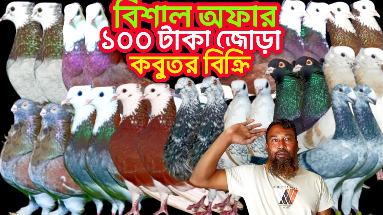 মাথা নষ্ট করা অফার মাত্র ১০০ টাকা জোড়া কবুতর বিক্রি হবে #কবুতর