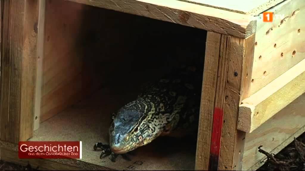 Geschichten aus dem Osnabrücker Zoo -- Warane