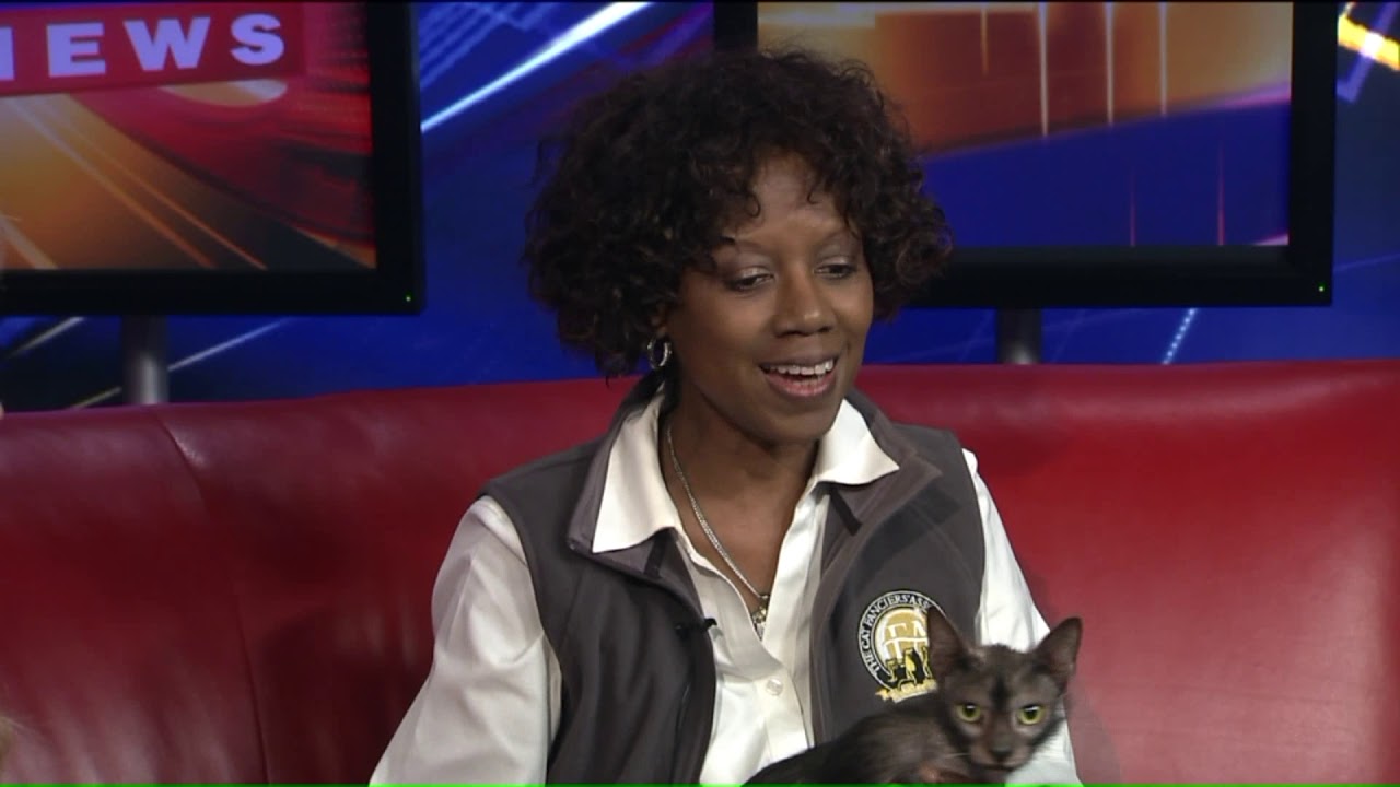 Stefani falls in love with a Lykoi cat when she previews upcoming International Cat Show
