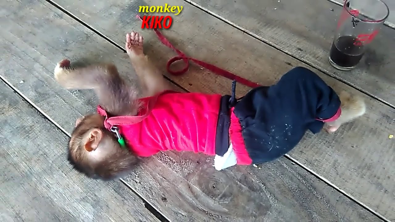 Proses Melatih Monyet Beruk Makan Nasi Putih
