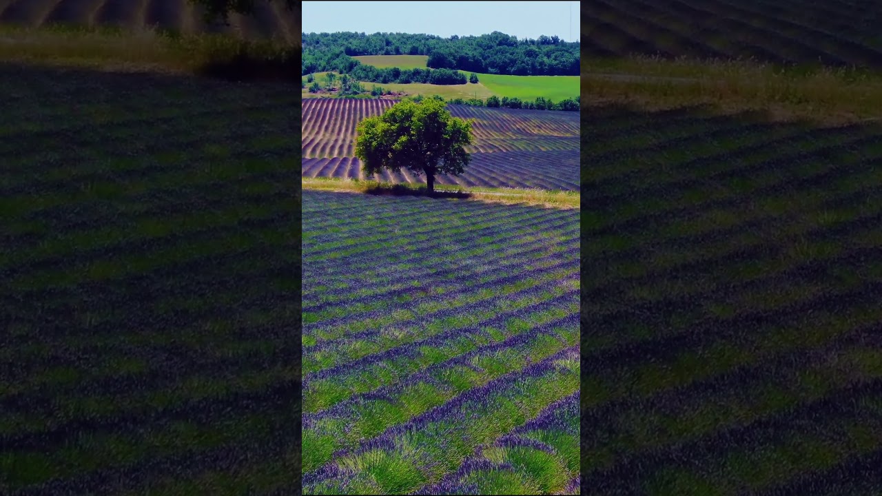 Lavender Season in France | Beautiful Countryside Views 4K