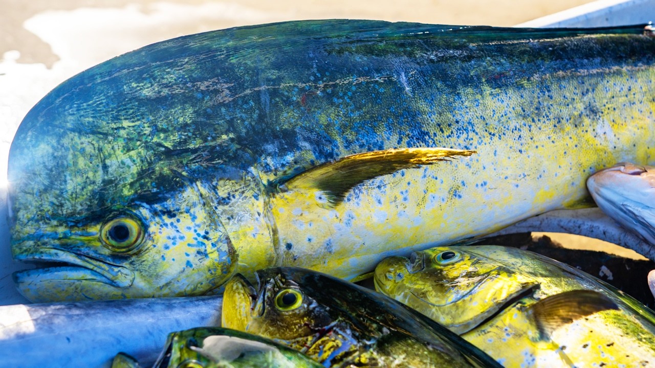 Your Guide to Catching Mahi Mahi in the Florida Keys