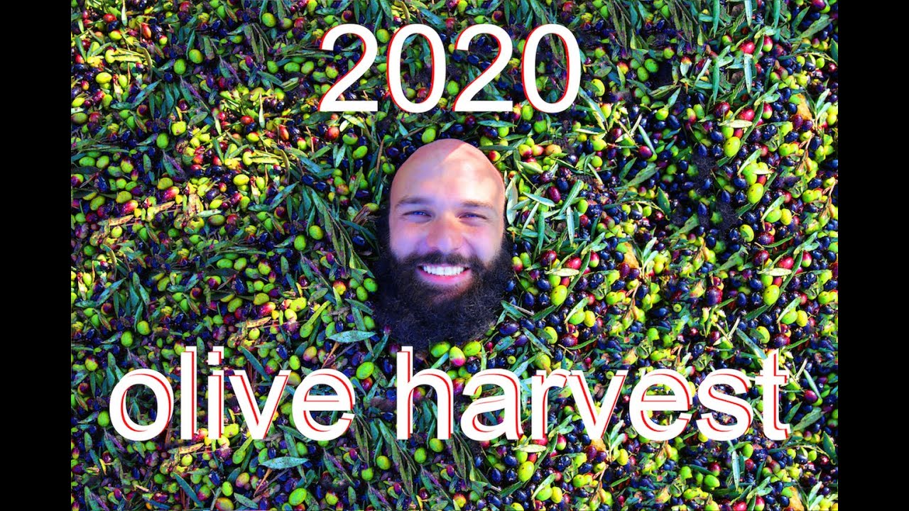 How to harvest olives