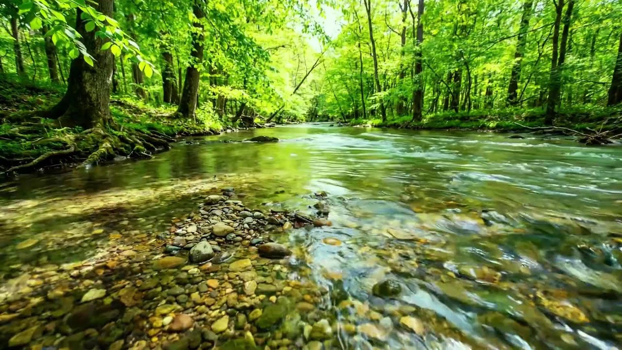 Forest Ambience with Gentle Birdsong and Babbling Brook, Relaxing Water Sounds, 12 Hours