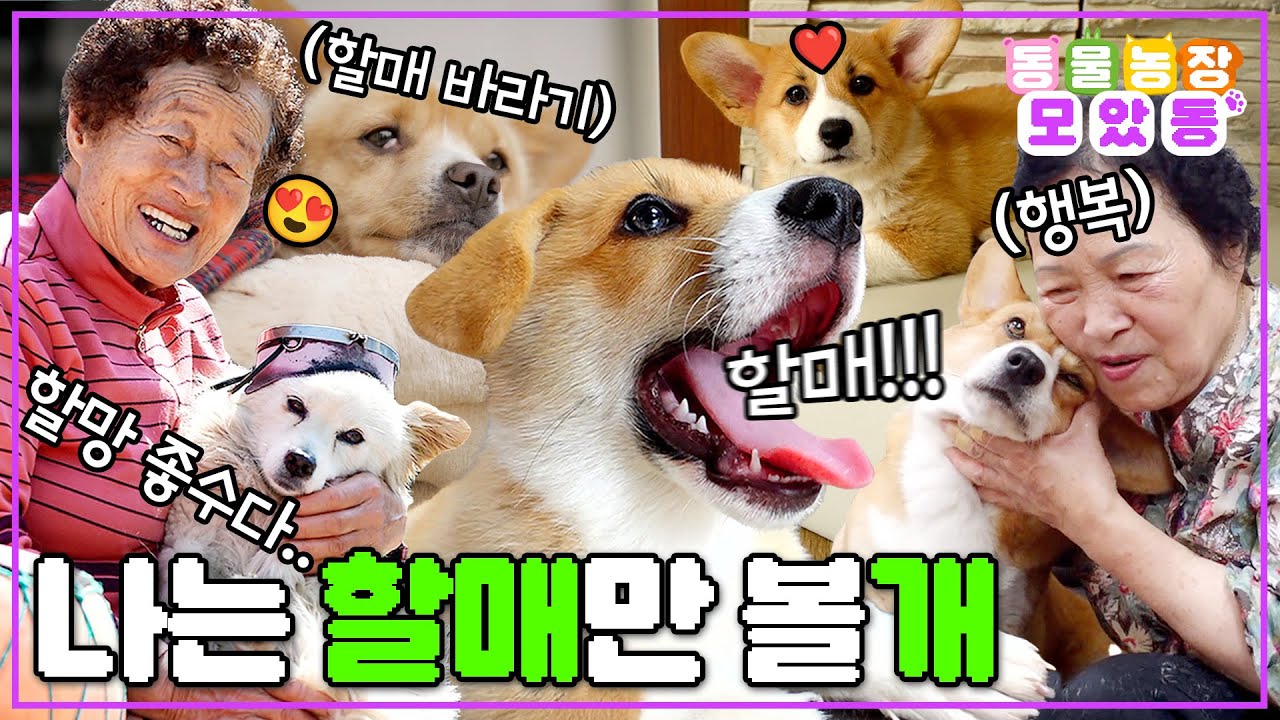 [#모았동물농장] 함께이기에 귀여움이 두 배!😍 눈물 콧물 쏙 빼놓는 할머니와 강아지 모음♥️ #TV동물농장 #AnimalFarm #SBSstory