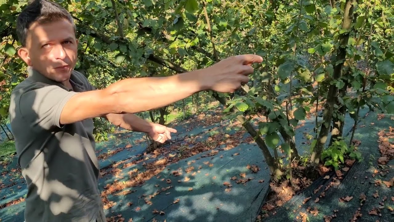 ARTIK BÖYLE TOPLAYACAĞIM! - FINDIK TOPLAMA FİLESİ DETAYLI ANLATIM.