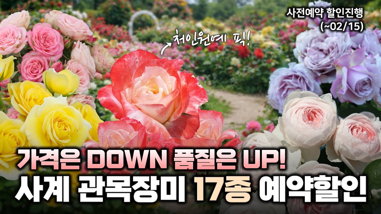 문의폭주‼️기다리던 사계 관목장미 예약할인♥️ 총 17주로 원하는 품목 할인가로 구매해요✨