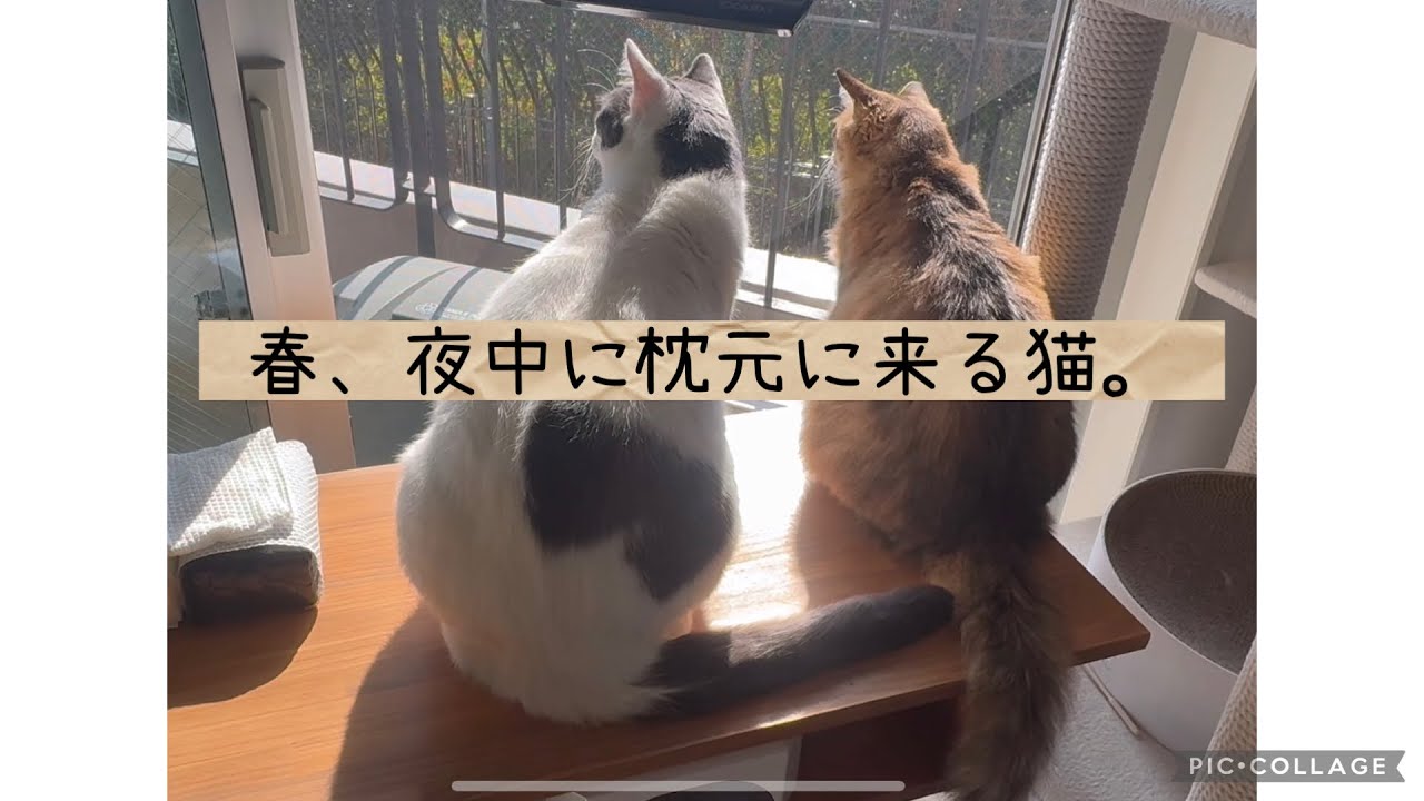 日曜ねこ劇場/Sunday Cat Theater 3/15