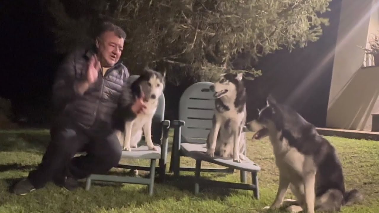 &iquest;C&oacute;mo es vivir con una familia de huskies 24 horas, d&iacute;a y noche, los 7 d&iacute;as de la semana?