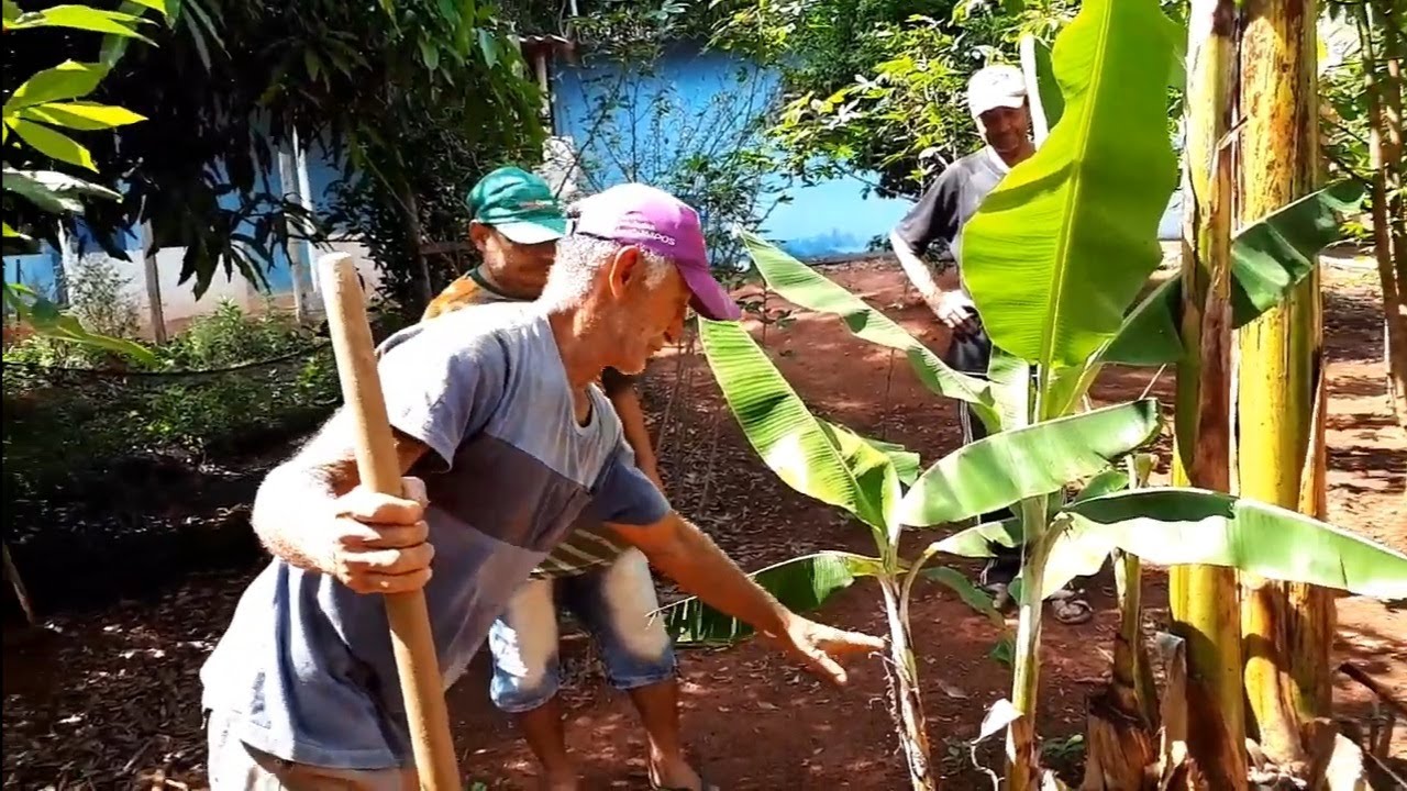 COMO FAZER ENXERTO DE BANANA ROXA COM BANANA DA PRATA!!!