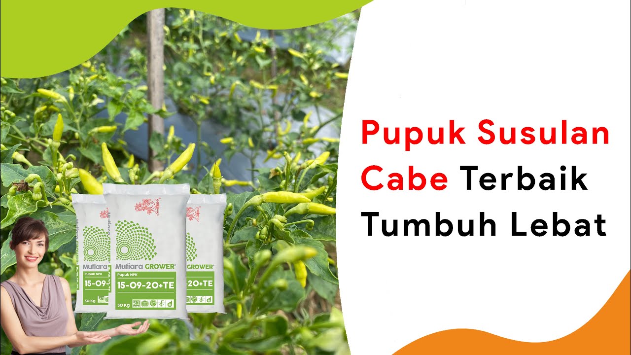 Tumbuh Lebih Cepat dengan NPK Grower, Pupuk Susulan Cabe