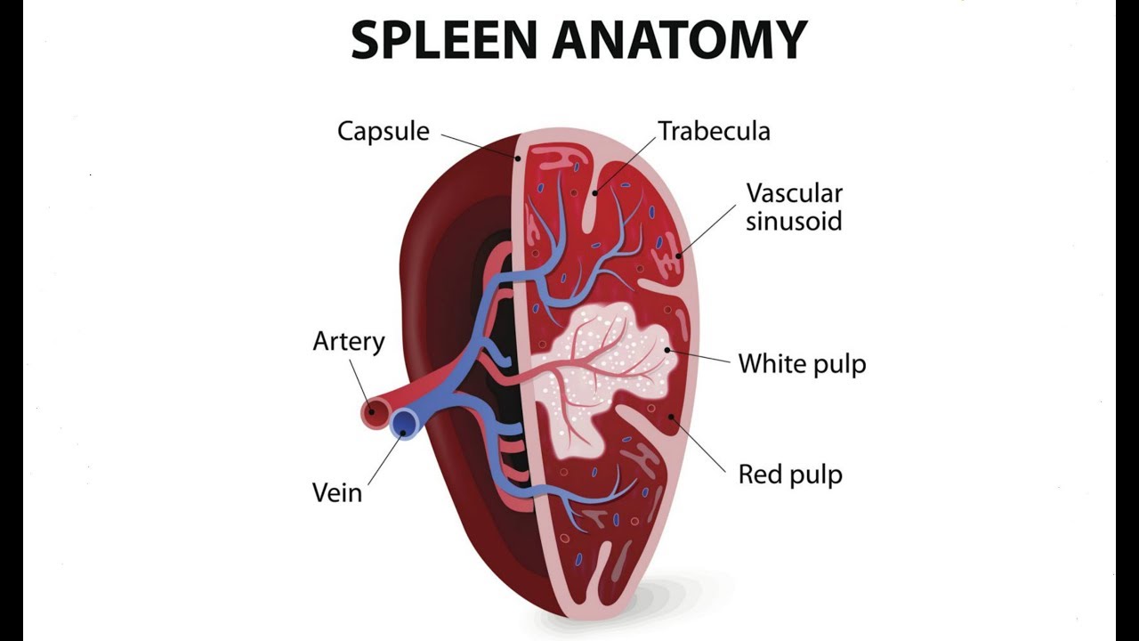 Spleen | Anatomy