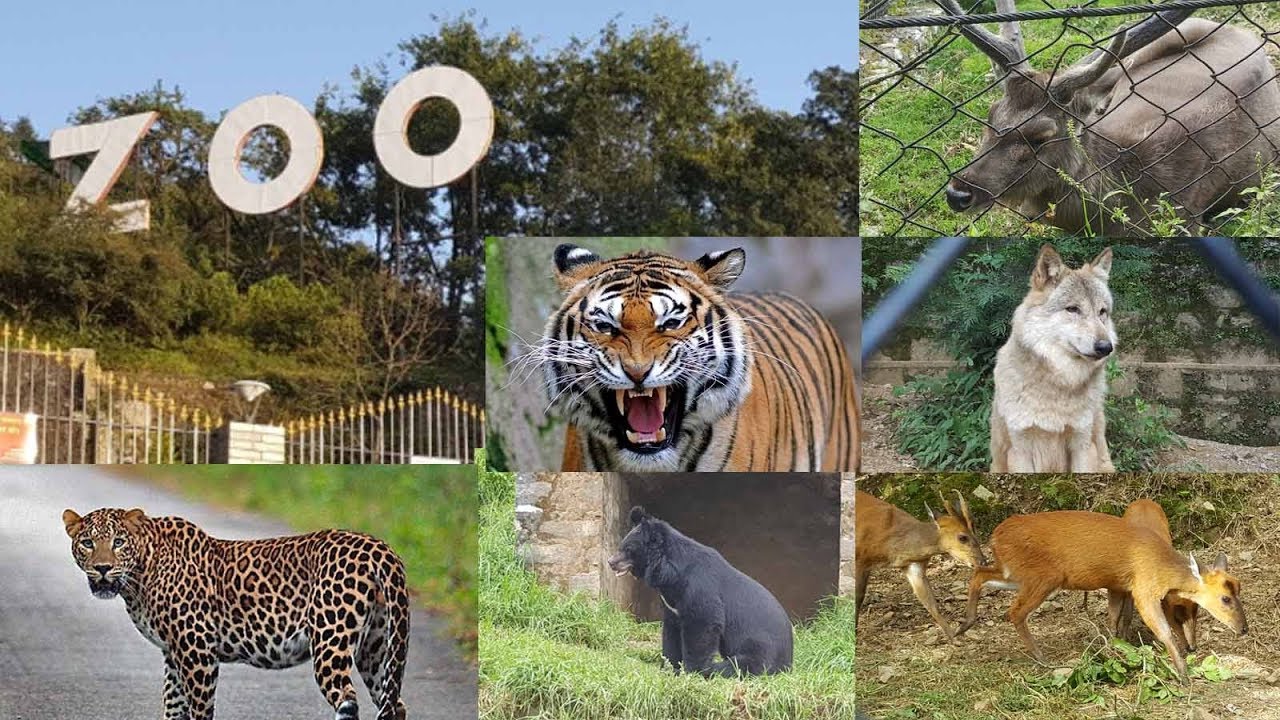 All animals of Nainital Zoo