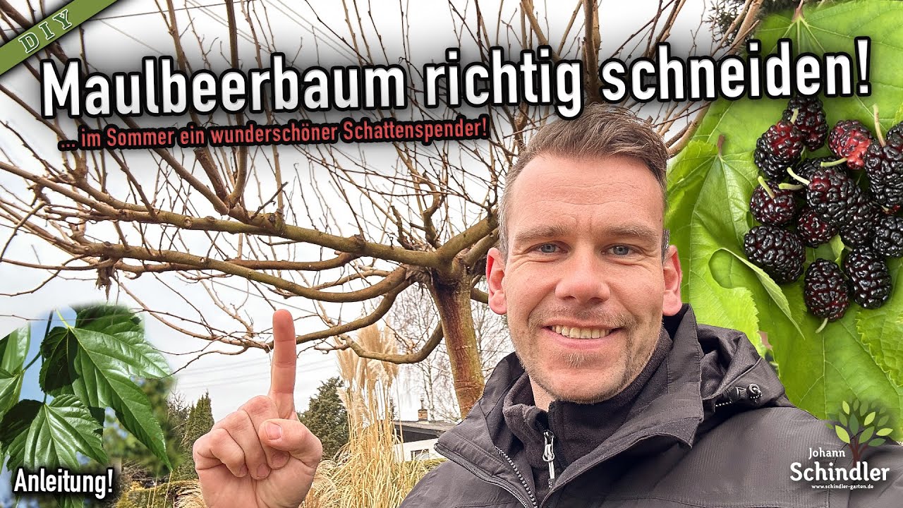 Platanenblättrigen Maulbeerbaum richtig schneiden - Schattenspender & saftige Früchte! [Anleitung]