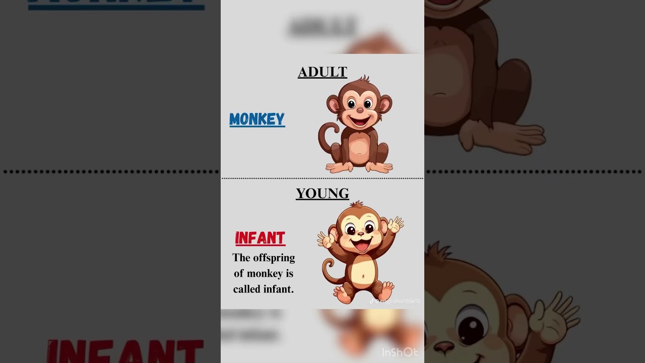 Monkey Life Cycle: From Infant to Adult | Learn English Vocabulary