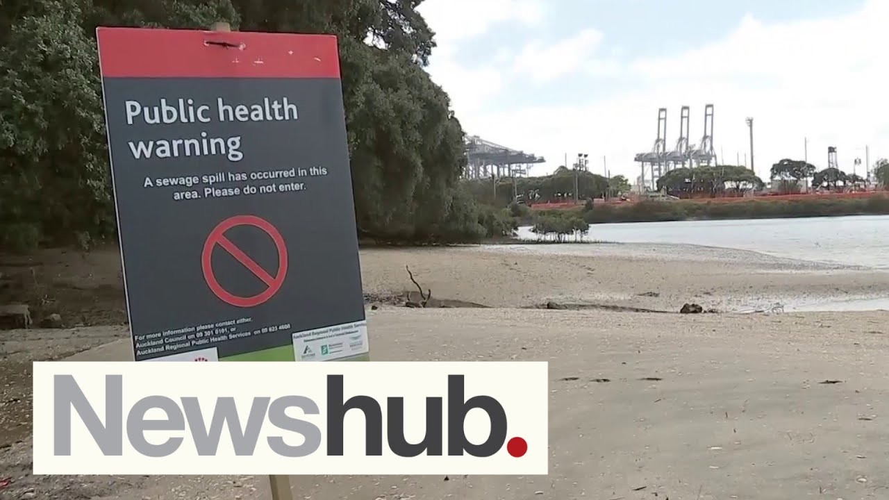 'Basically killing everything': Major Auckland sewage spill likely destroying marine life | Newshub