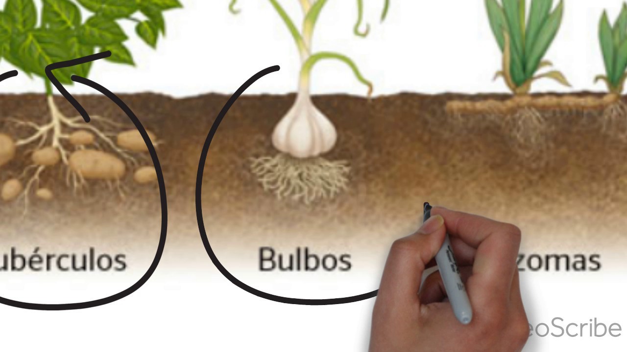 LA REPRODUCCIÓN DE LAS PLANTAS