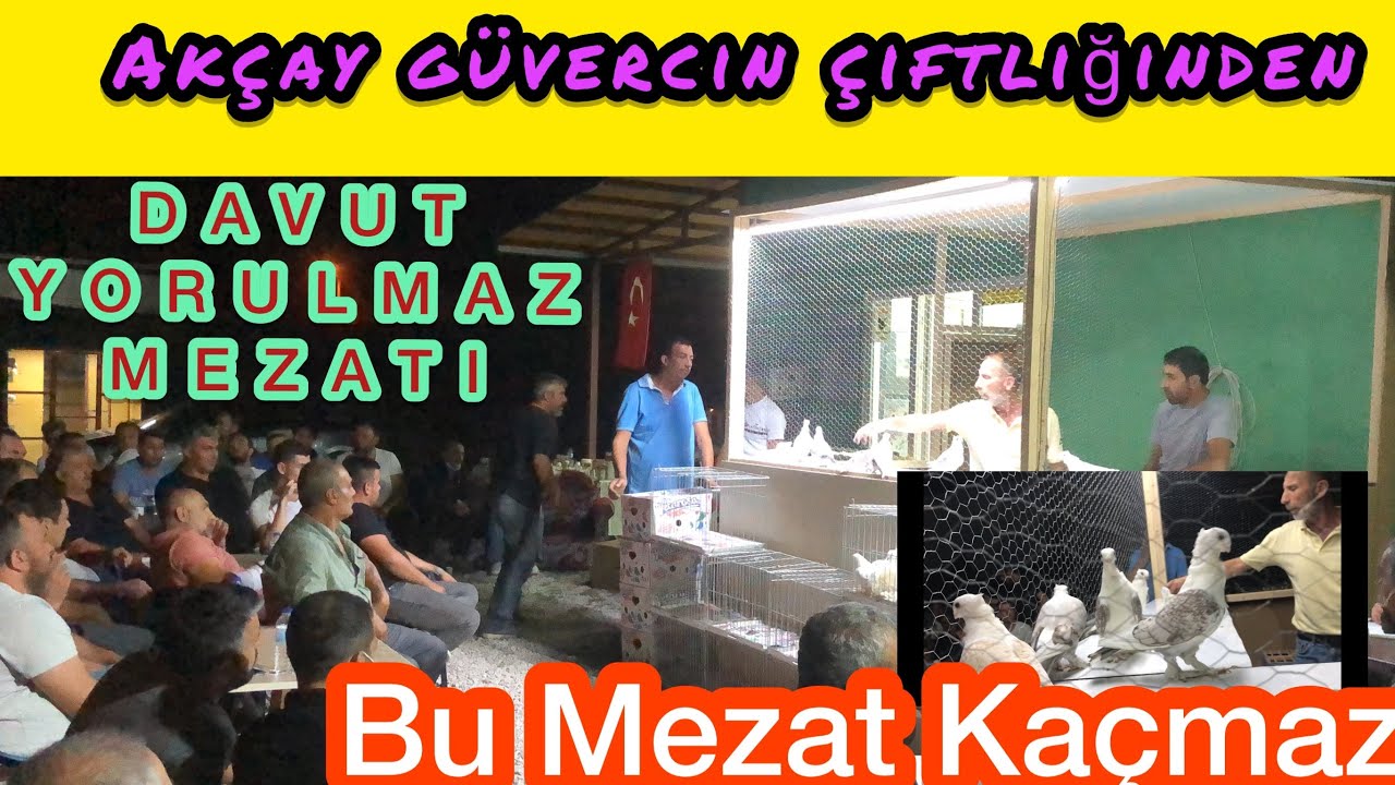 DAVUT YORULMAZ GÜVERCİN MEZATI TÜRKİYENİN EN BÜYÜK ÇİFTLİĞİNDEN EN HIZLI GÜVERCİN MEZATI