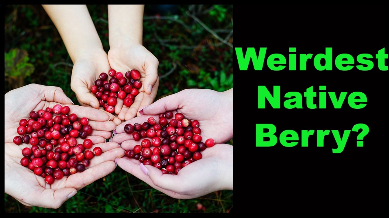 Cranberry Facts that Will Amaze You!