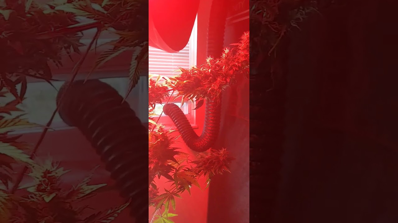 Flushing the fat banana 🍌 strain today she's almost finished canna family