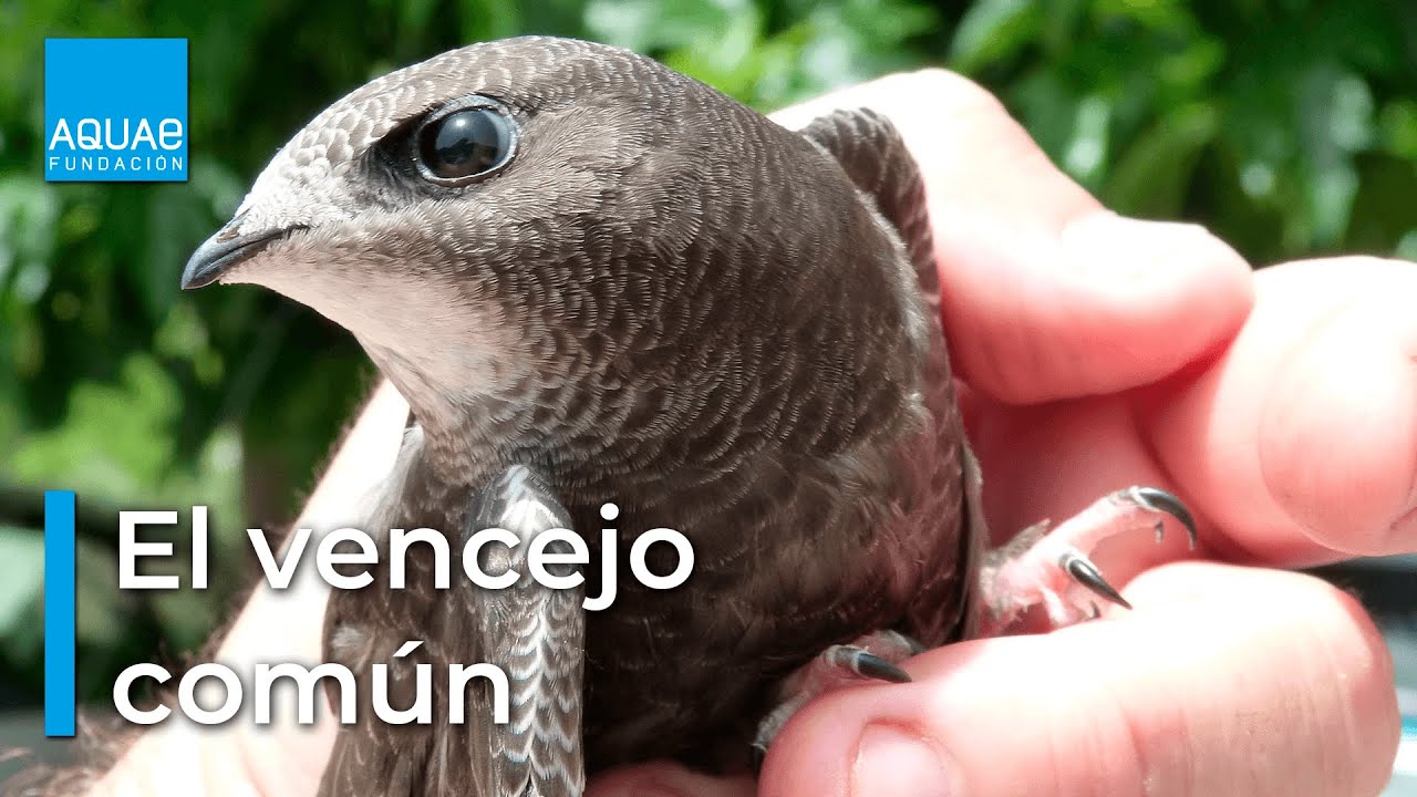 El VENCEJO COM&Uacute;N: el gran desconocido