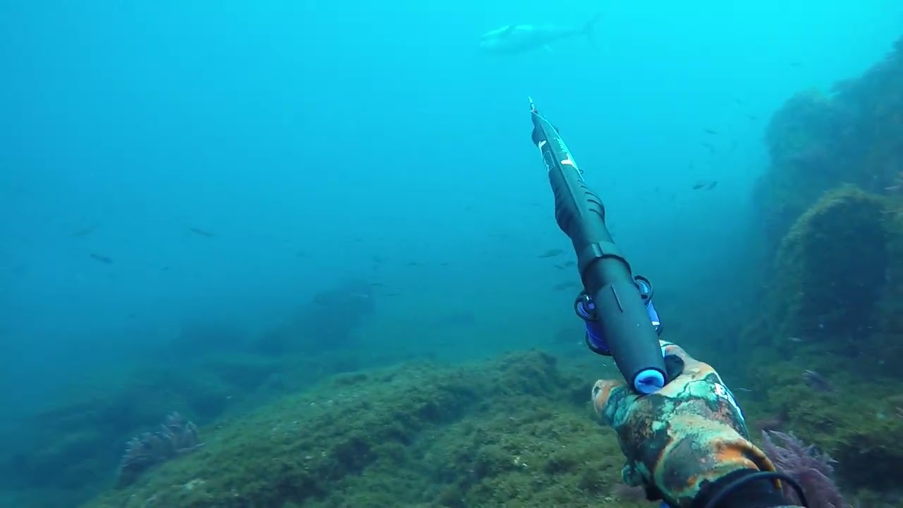 Spearfishing in Gibraltar Strait, tuna passage