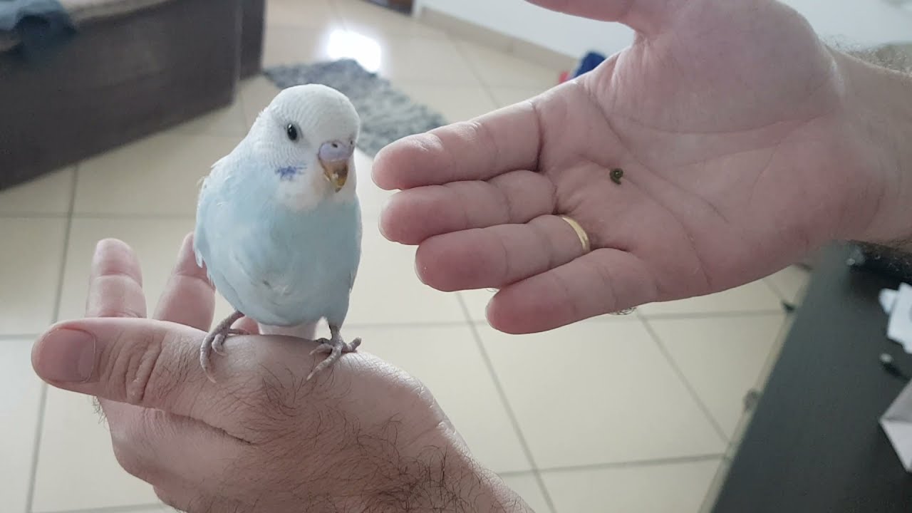 Como cortar a asa de um periquito australiano