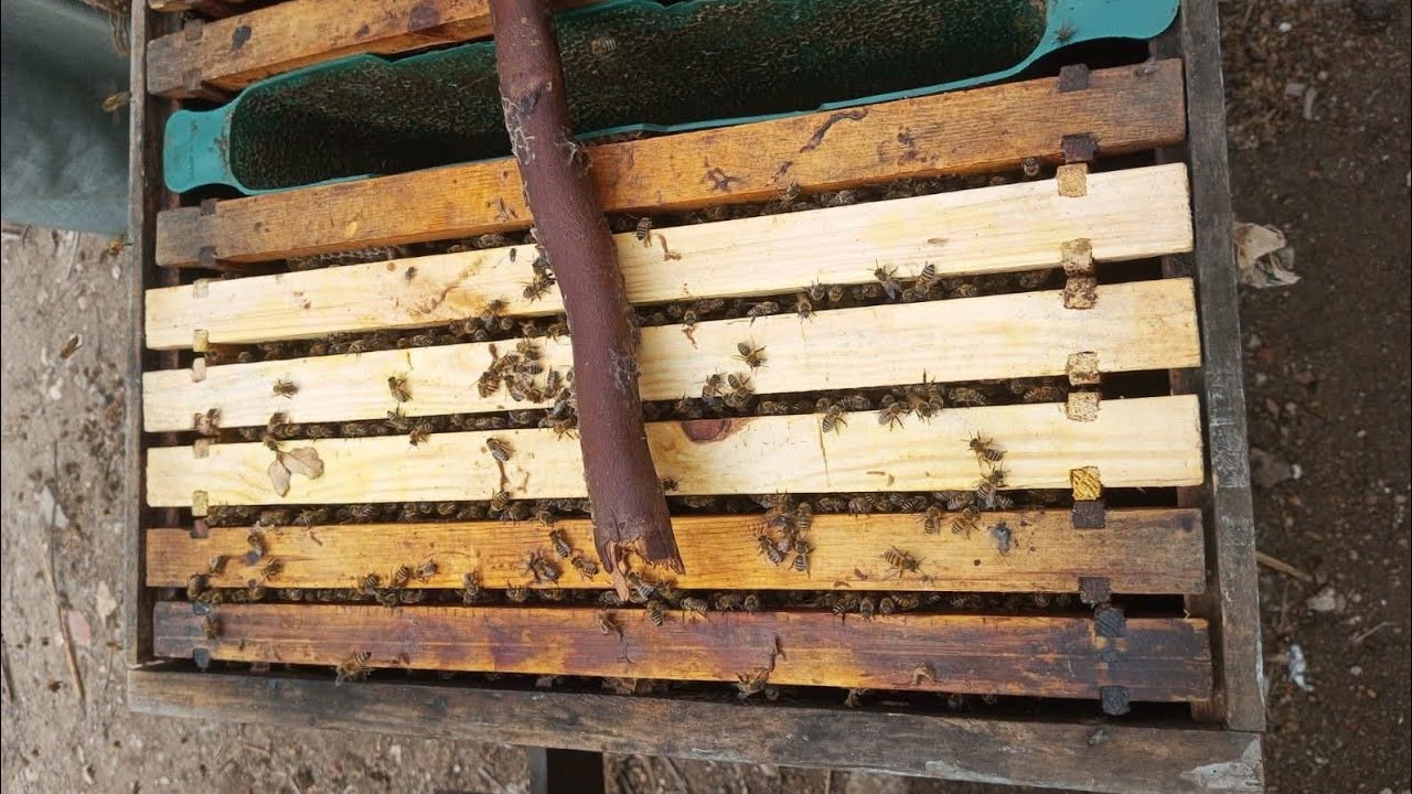 ثلاث عوامل تمكنك في تجييش النحل بسرعة مع الابتعاد عن اهم اخطاء