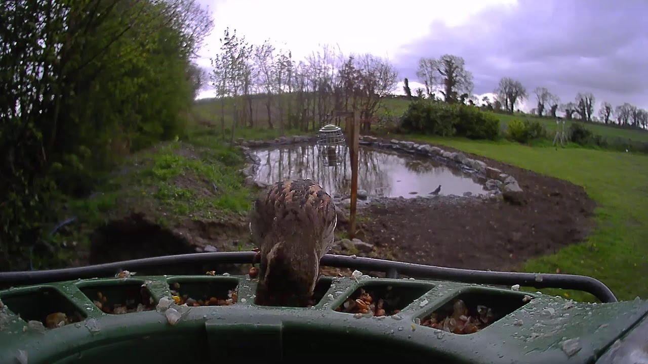 Carlow Weather Live Stream #BirdfyLive