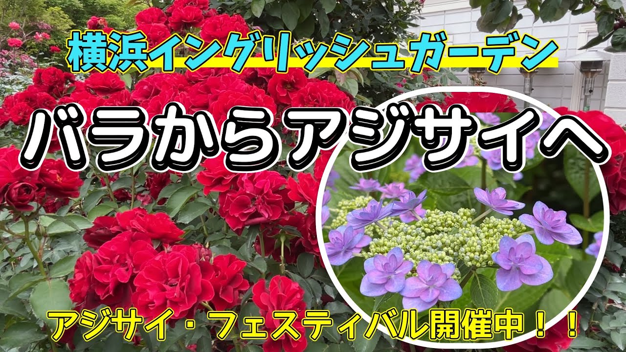 横浜イングリッシュガーデン　アジサイ・フェスティバル開催中#アジサイ#横浜イングリッシュガーデンバラ#アジサイ・フェスティバ#