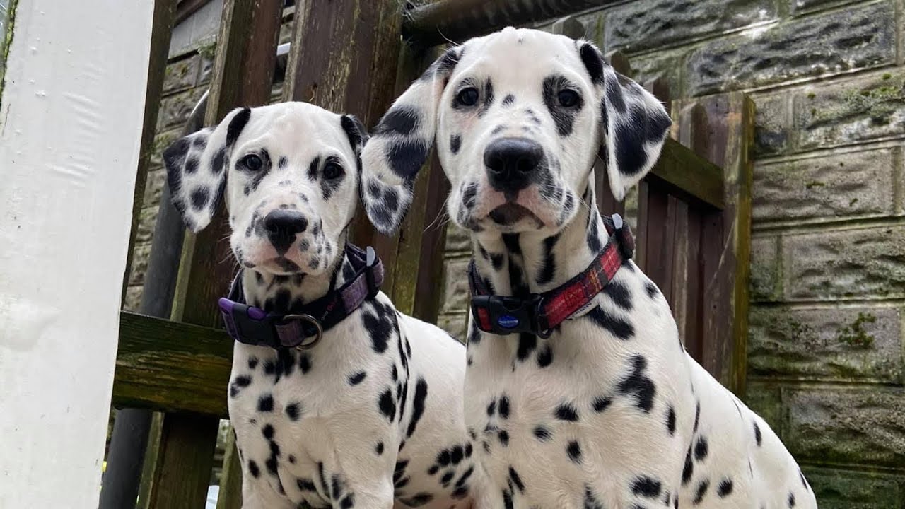 Should you keep littermates?