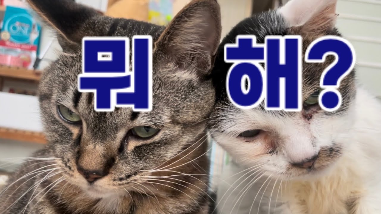 그릇 만들고 밥해 먹는 1인가구의 평범한 일상