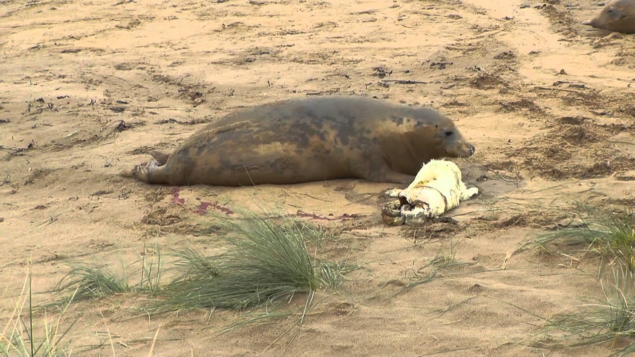 Grey seal giving birth