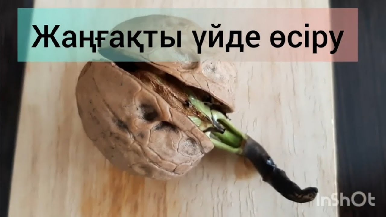 Жаңғақты үйде өсіру. Uyda yong'oq etishtirish Үйдө жаңгак өстүрүү #грецкиеорехи #жаңгактар #zangg'oq