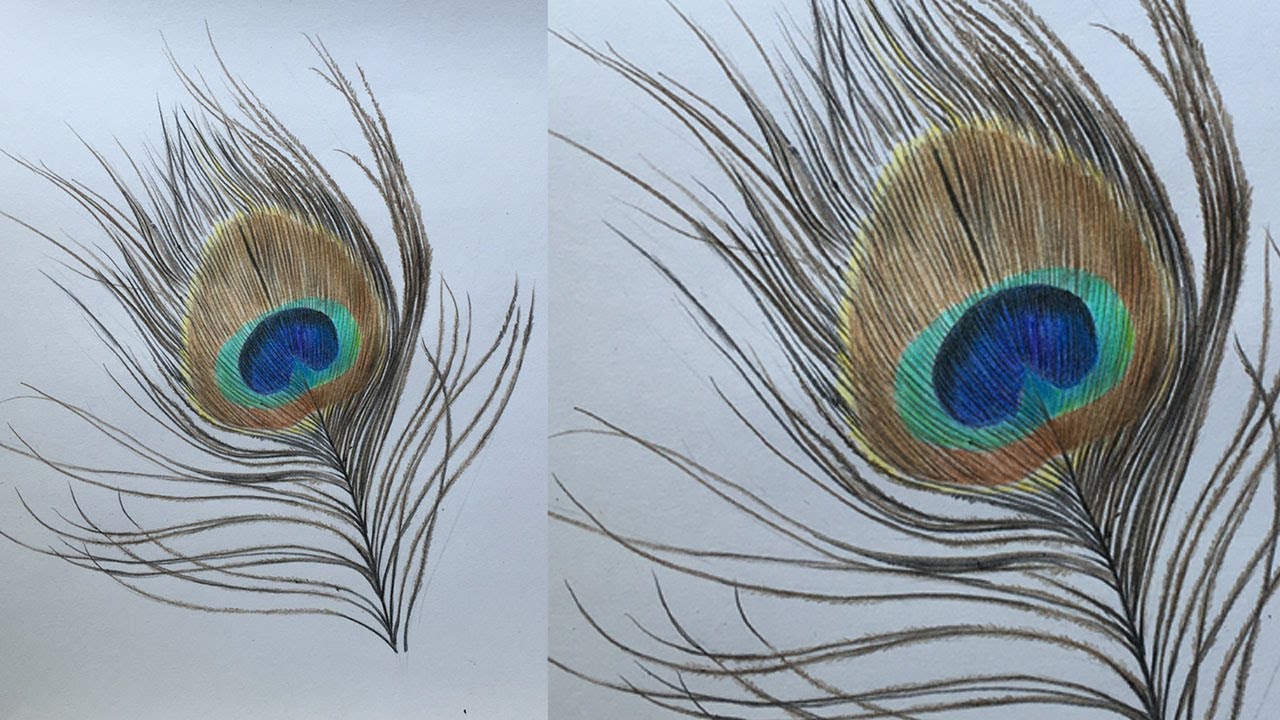 How to Draw a Peacock Feather in Color Pencils | Realistic Peacock Feather Drawing