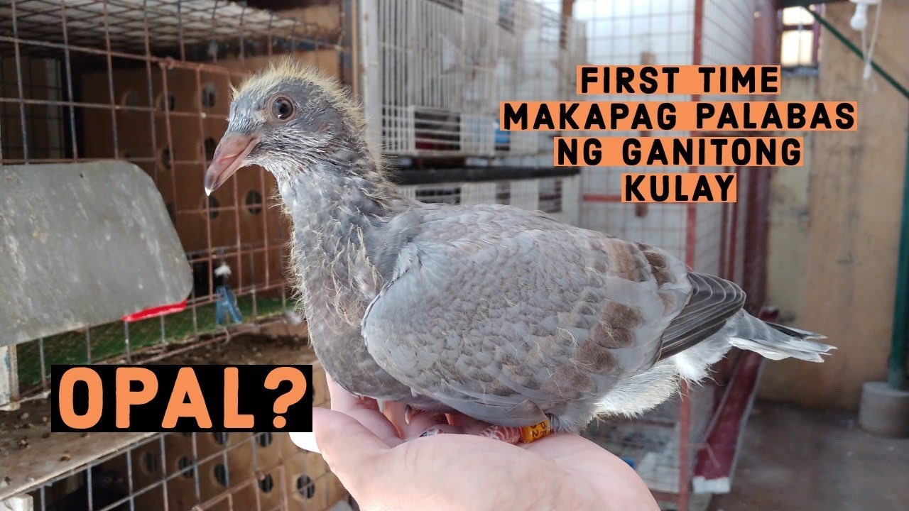 AYOS! GANDANG KULAY