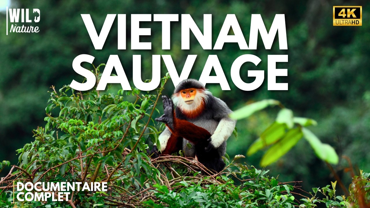 VIETNAM SAUVAGE – Un Empire d’Instinct et de Survie | Documentaire Animalier